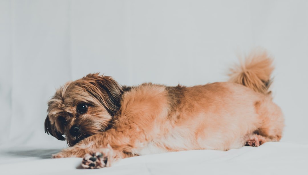Chakras do cachorro: cão pequeno deitado de lado, corpo inteiro visível sobre fundo claro