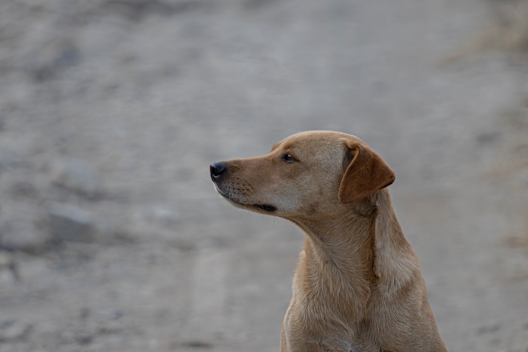 Chakras do cachorro: cão de perfil desviando o olhar, sinal de desconforto