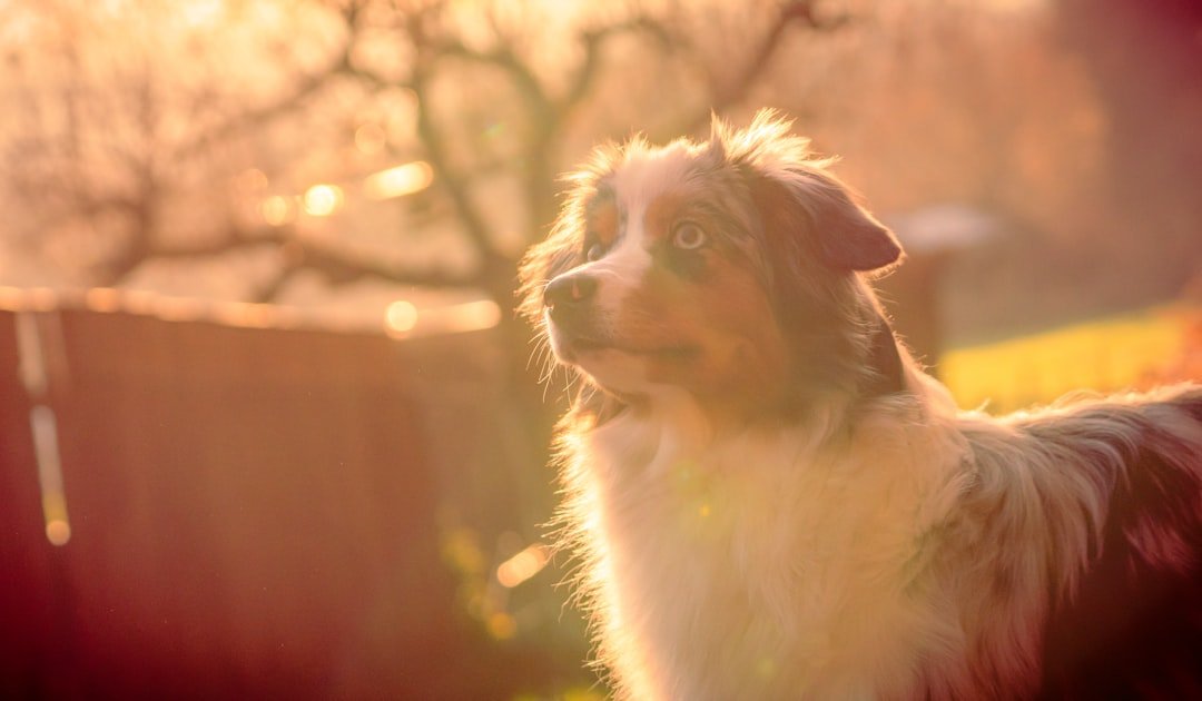 Chakras do cachorro: pastor australiano em contraluz dourado ao entardecer