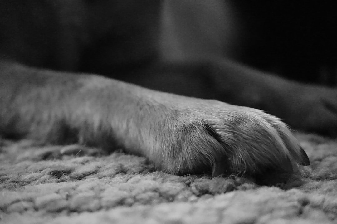 Chakras do cachorro: pata dianteira de cão em close, foto em preto e branco