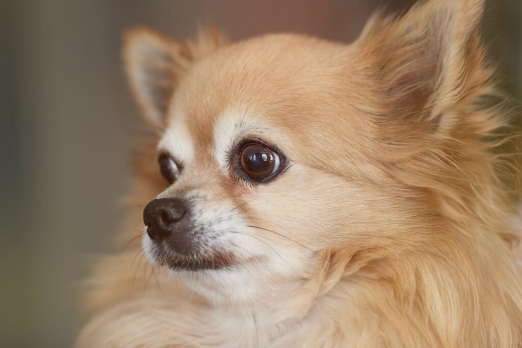 Chihuahua de pelo longo dourado, em close, com olhos bem abertos e expressão alerta