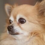 Chihuahua de pelo longo dourado, em close, com olhos bem abertos e expressão alerta
