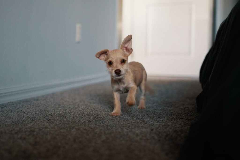 Filhote de chihuahua pequeno e frágil andando sozinho por um corredor vazio