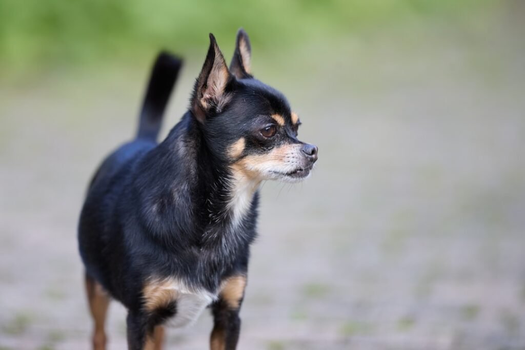 Chihuahua preto e fogo de pelo curto, em pé ao ar livre, olhando para o lado