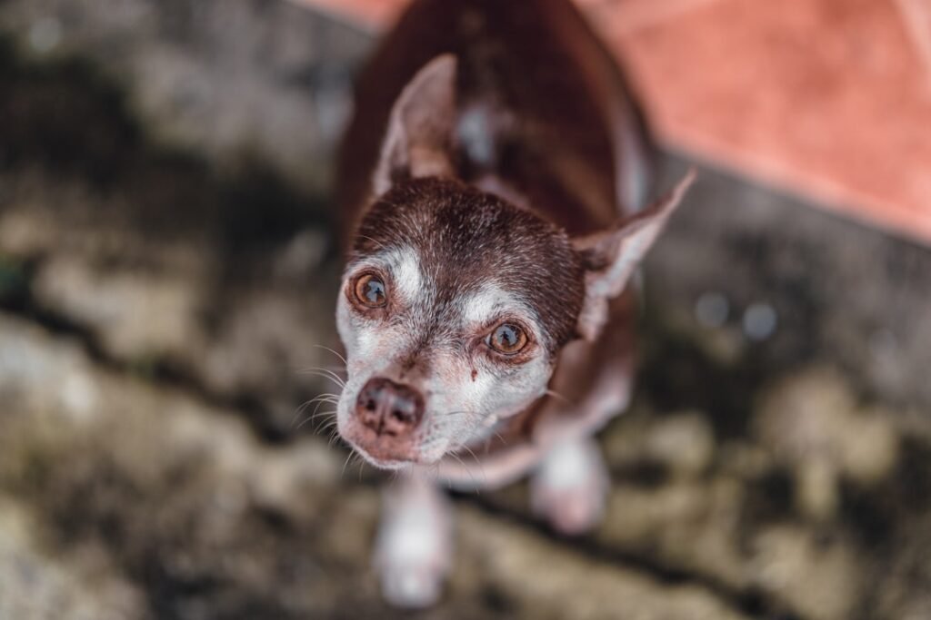 Chihuahua fotografado de cima, mostrando o topo da cabeça onde fica a moleira