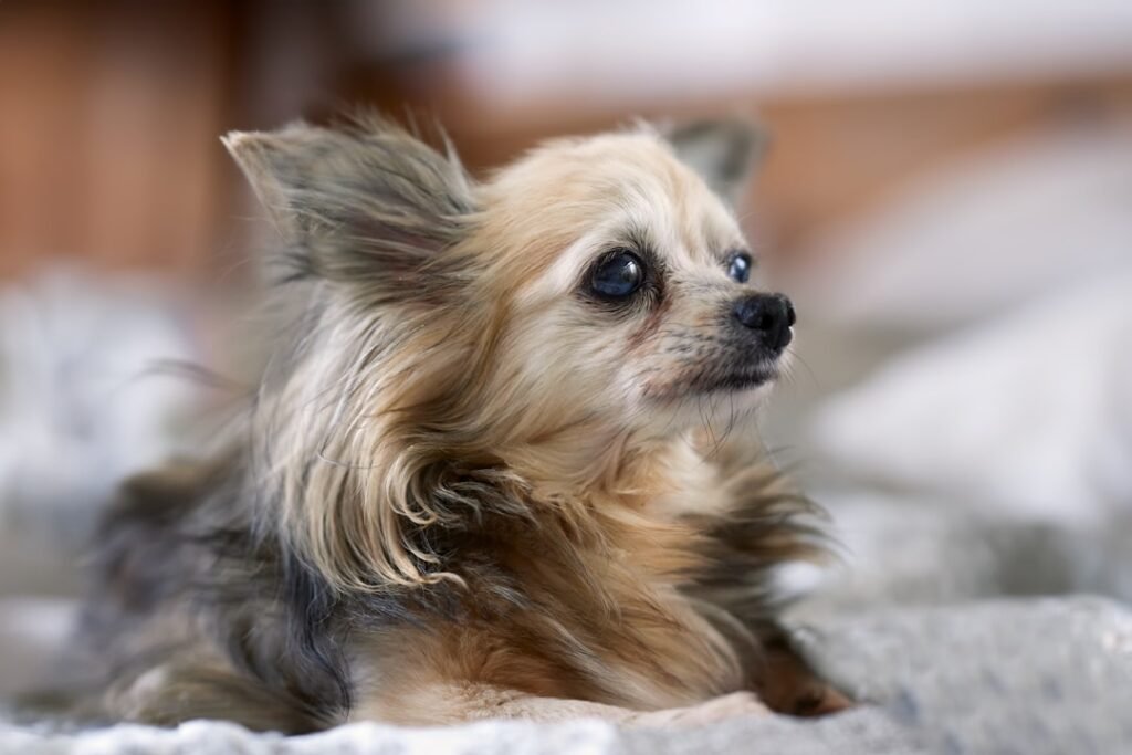 Chihuahua de pelo longo com franjas volumosas nas orelhas e no pescoço