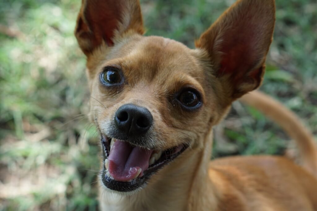 Chihuahua marrom com a boca aberta e as orelhas eretas, expressão alerta e confiante