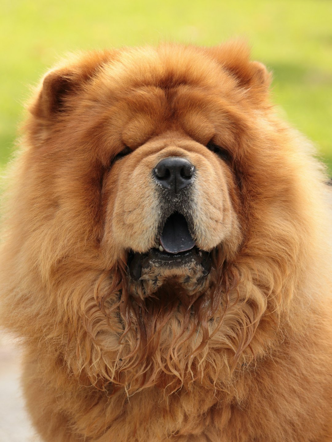 Chow Chow com a boca aberta ofegando ao ar livre em dia ensolarado