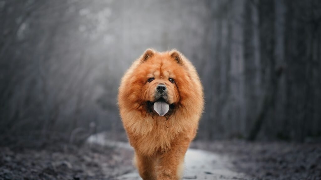 Chow Chow caminhando em direção à câmera com a língua azulada à mostra em trilha enevoada