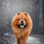 Chow Chow caminhando em direção à câmera com a língua azulada à mostra em trilha enevoada