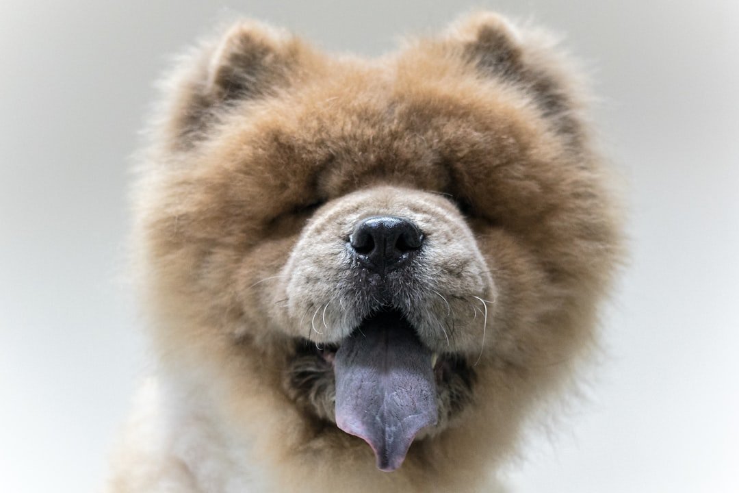 Chow Chow de frente mostrando a língua azul-arroxeada característica da raça