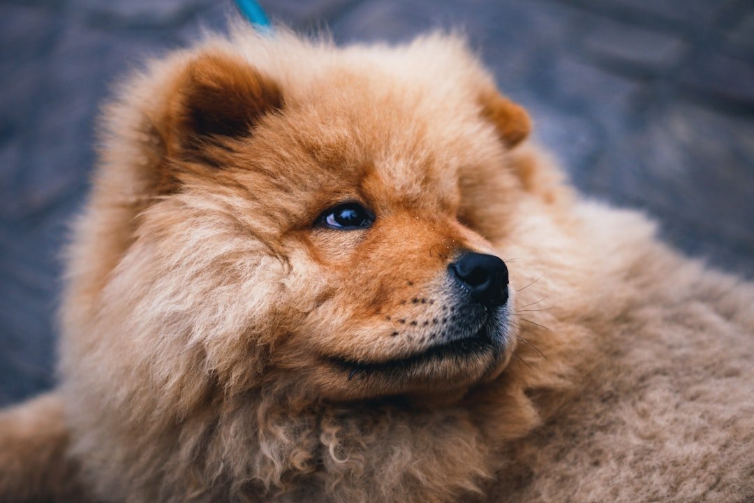Chow Chow de pelagem alaranjada visto de perfil, com expressão serena
