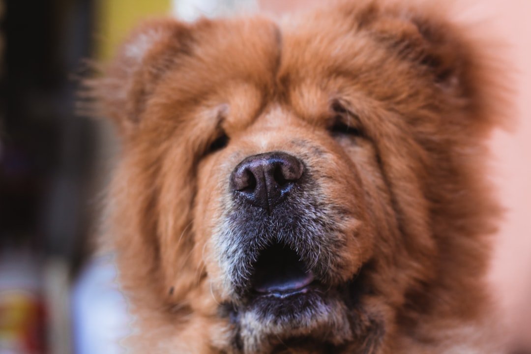 Chow Chow com pelagem dupla e densa ao redor do rosto, formando a juba característica