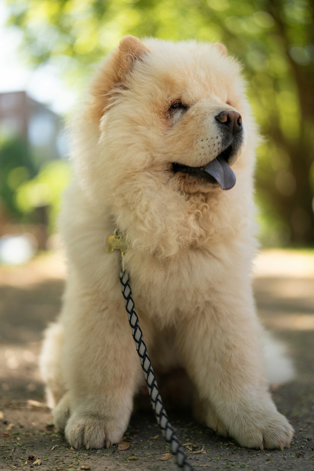 Chow Chow sentado ao ar livre, atento e alerta, durante um passeio