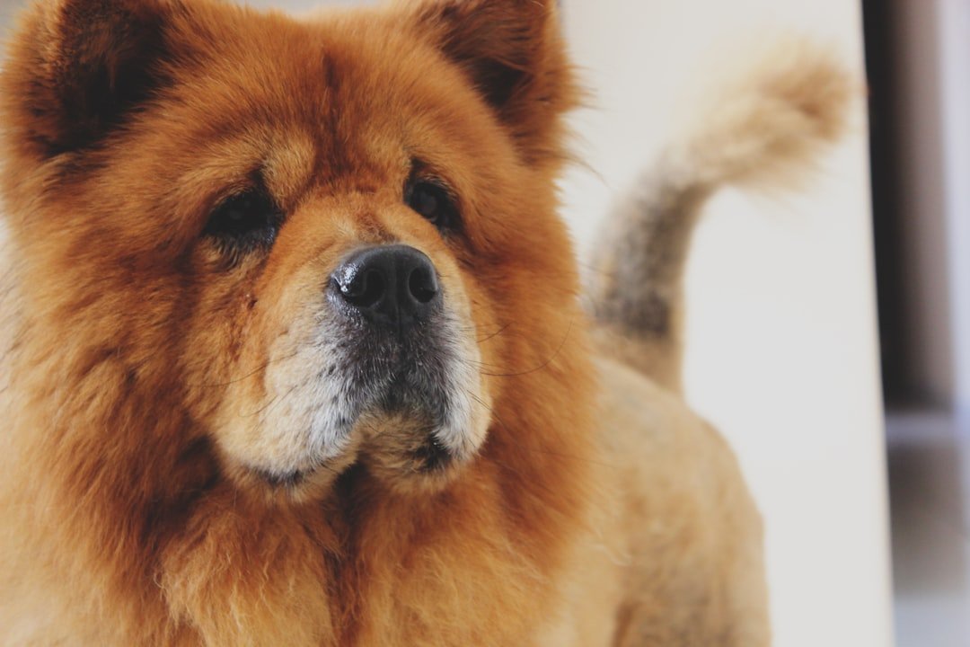 Chow Chow em pé com a cauda encurvada sobre o dorso, postura digna e atenta