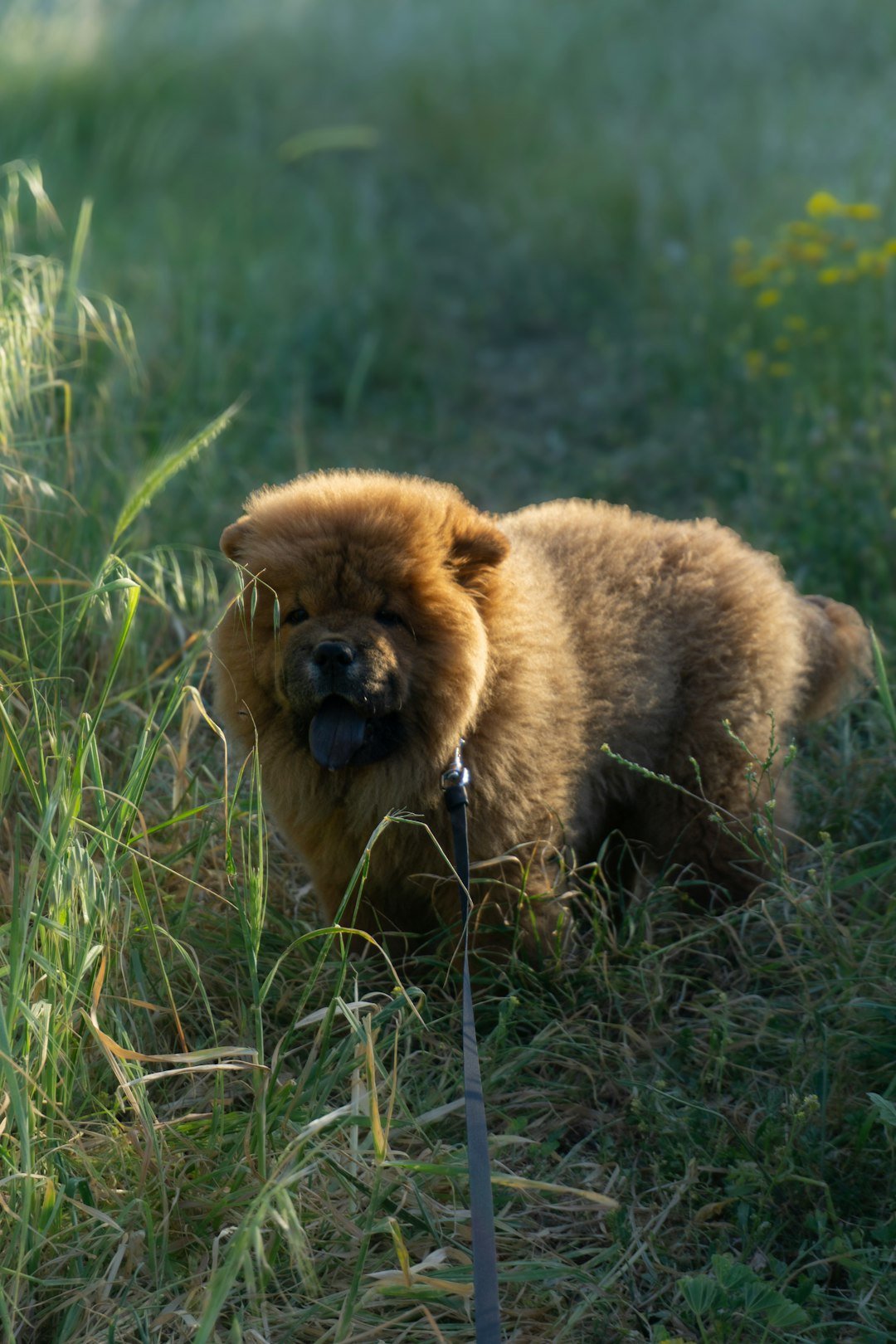Chow Chow filhote em coleira caminhando em um campo gramado ao entardecer
