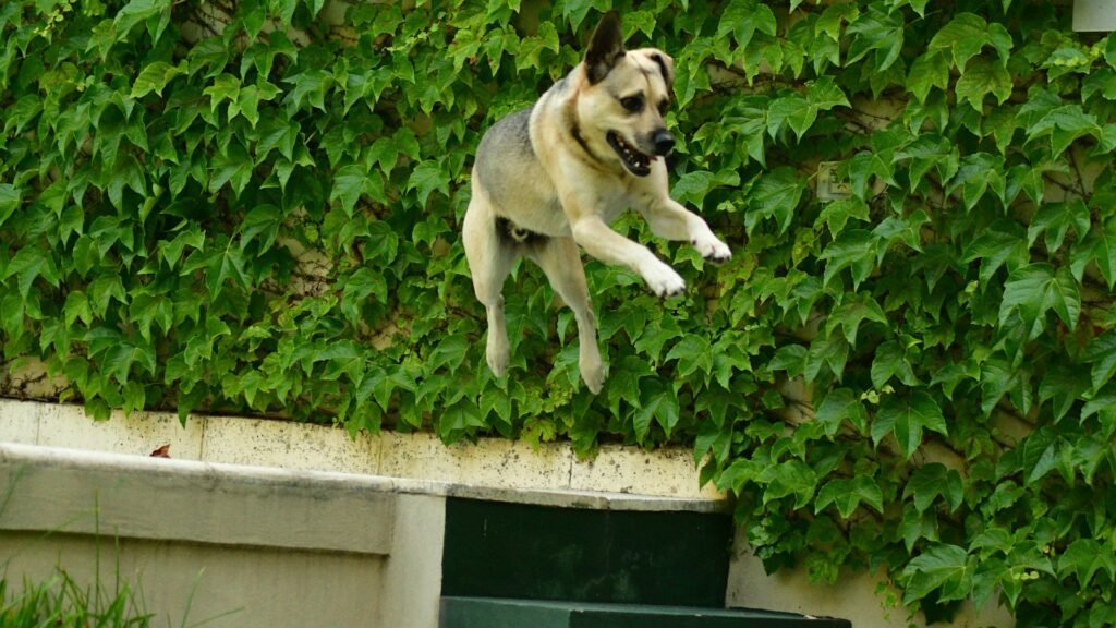 Como acalmar cachorro agitado: cão de porte médio saltando com energia em jardim