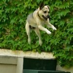 Como acalmar cachorro agitado: cão de porte médio saltando com energia em jardim