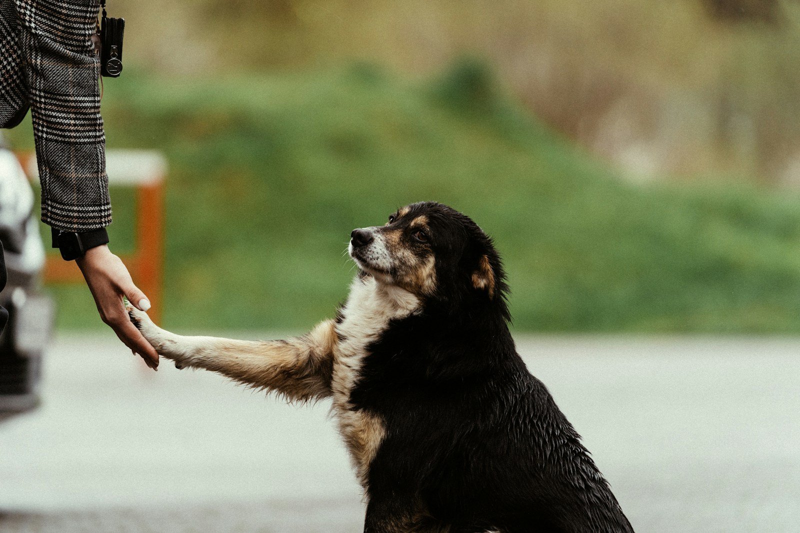 Cão dando a patinha para o tutor durante um momento de treino de obediência