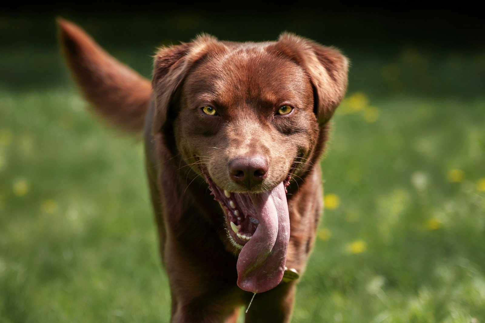 Cão ofegante, com língua para fora e olhar intenso, sinal de hiperestimulação