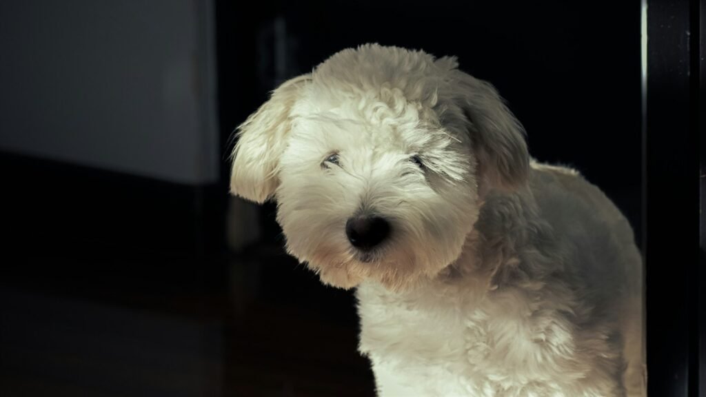 Convulsão em cachorro: cão branco de pelo comprido com a cabeça inclinada, saindo da penumbra de um cômodo escuro