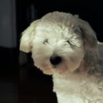 Convulsão em cachorro: cão branco de pelo comprido com a cabeça inclinada, saindo da penumbra de um cômodo escuro