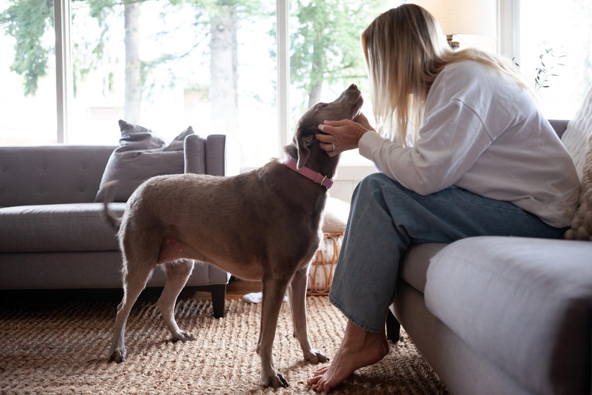 Convulsão em cachorro: mulher sentada no sofá segurando com as duas mãos o rosto de um cão cinza, perto do focinho