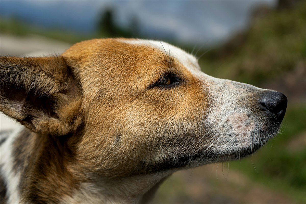 Convulsão em cachorro: close no perfil da cabeça de um cão caramelo e branco, com o olhar fixo à distância