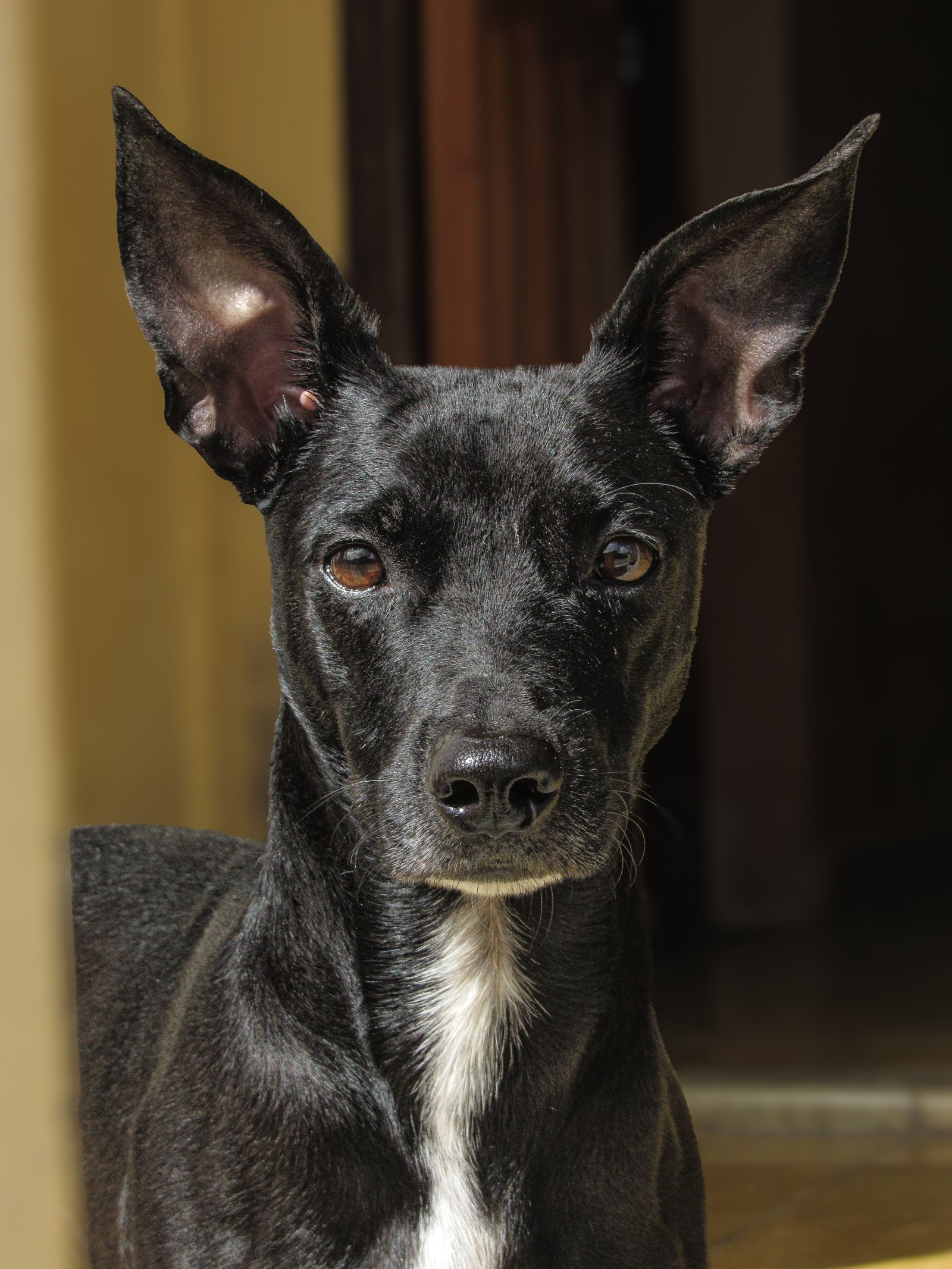 Ômega 3 para cachorro: cão preto de orelhas eretas com olhar atento, ligado à função cognitiva
