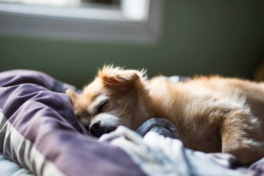 Cristais de proteção para cães: cachorro pequeno dormindo tranquilo enrolado em cobertores