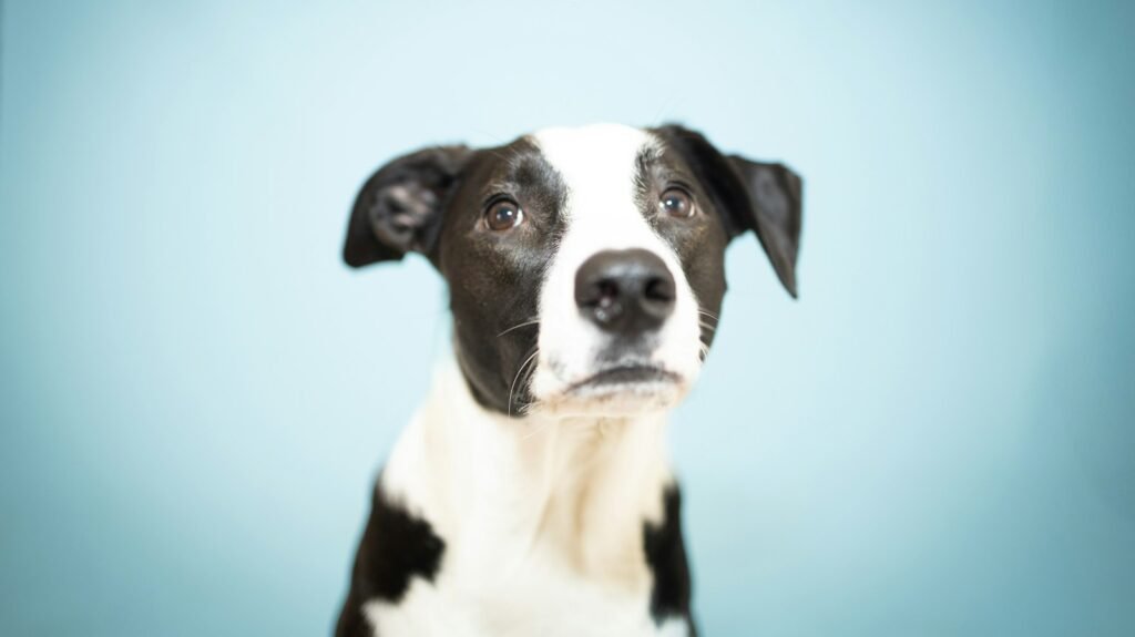 Curiosidade sobre cachorro: cão preto e branco com orelhas atentas e olhar curioso, olhando fixamente para a câmera