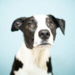 Curiosidade sobre cachorro: cão preto e branco com orelhas atentas e olhar curioso, olhando fixamente para a câmera