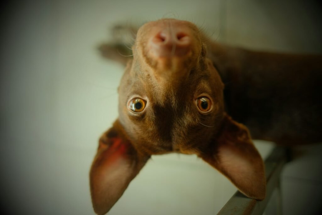 Curiosidade sobre cachorro: cão curioso visto de cabeça para baixo, com as orelhas penduradas e olhar atento