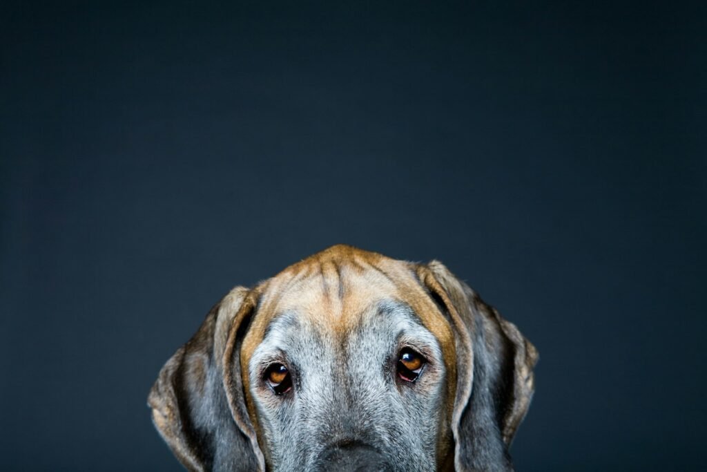 Curiosidade sobre cachorro: close-up dos olhos, focinho e bigodes de um cachorro de porte grande