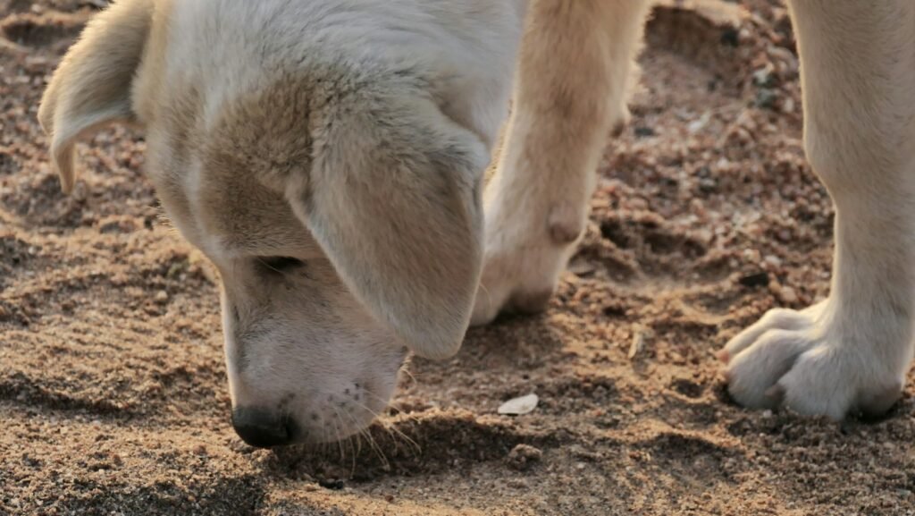 Curiosidade sobre cachorro: focinho de cachorro farejando de perto a areia durante um passeio