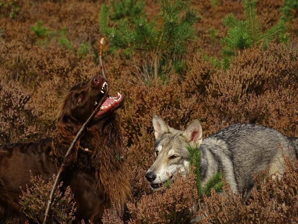 Curiosidade sobre cachorro: cão doméstico ao lado de um lobo cinzento em ambiente selvagem, lado a lado