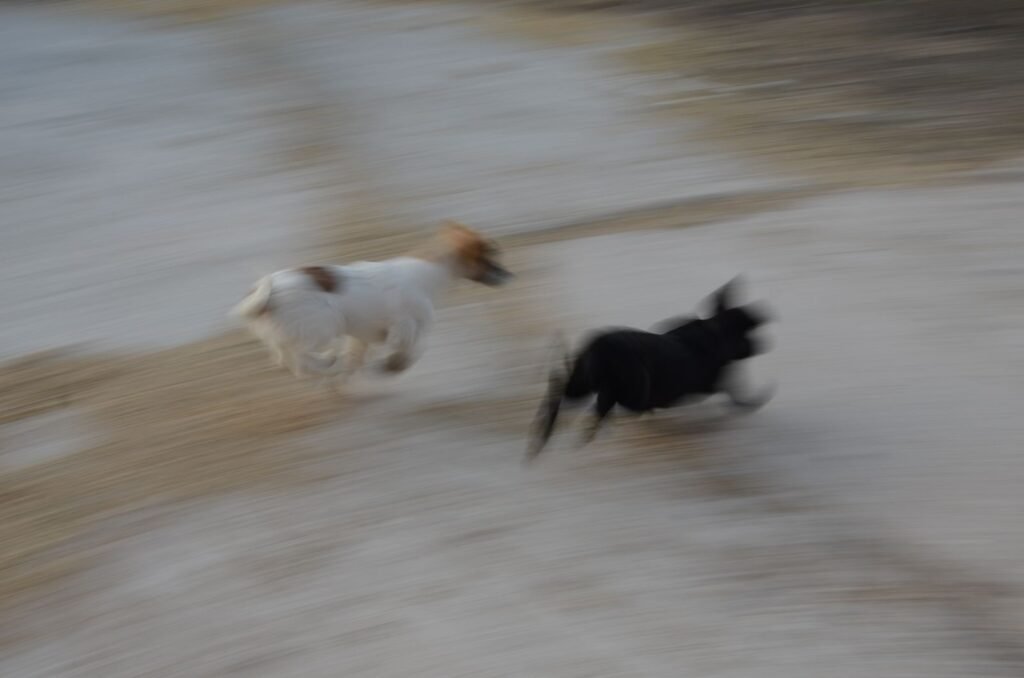 Curiosidade sobre cachorro: dois cachorros correndo em alta velocidade lado a lado ao ar livre