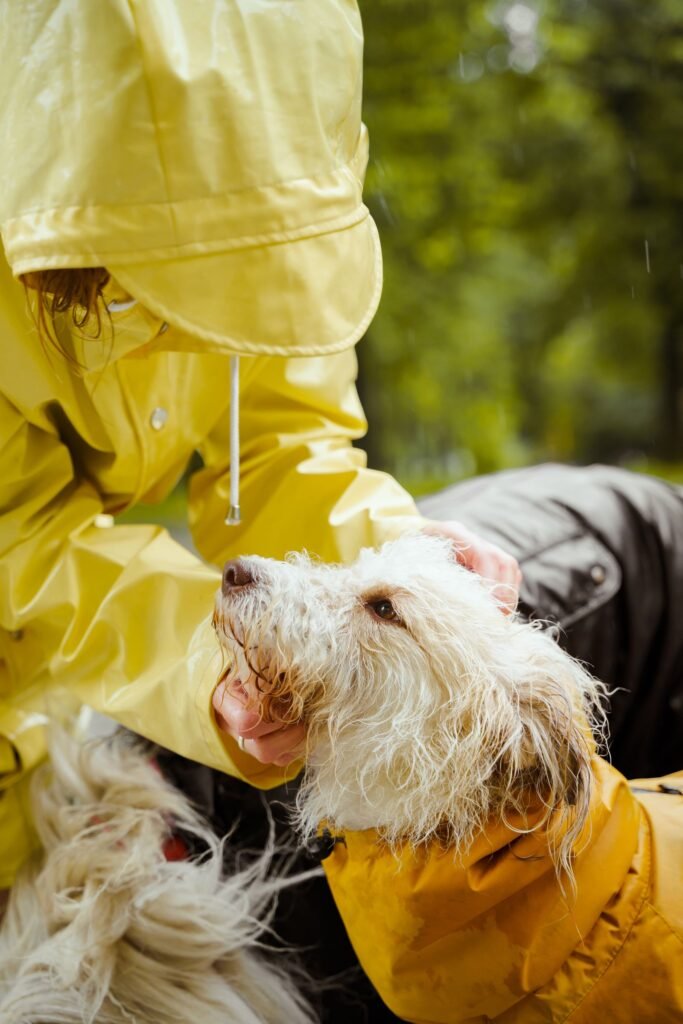 Curiosidade sobre cachorro: tutor acariciando a cabeça de um cachorro peludo e molhado durante um passeio na chuva