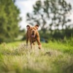 Displasia coxofemoral em cães: cachorro correndo livre e saudável em um gramado