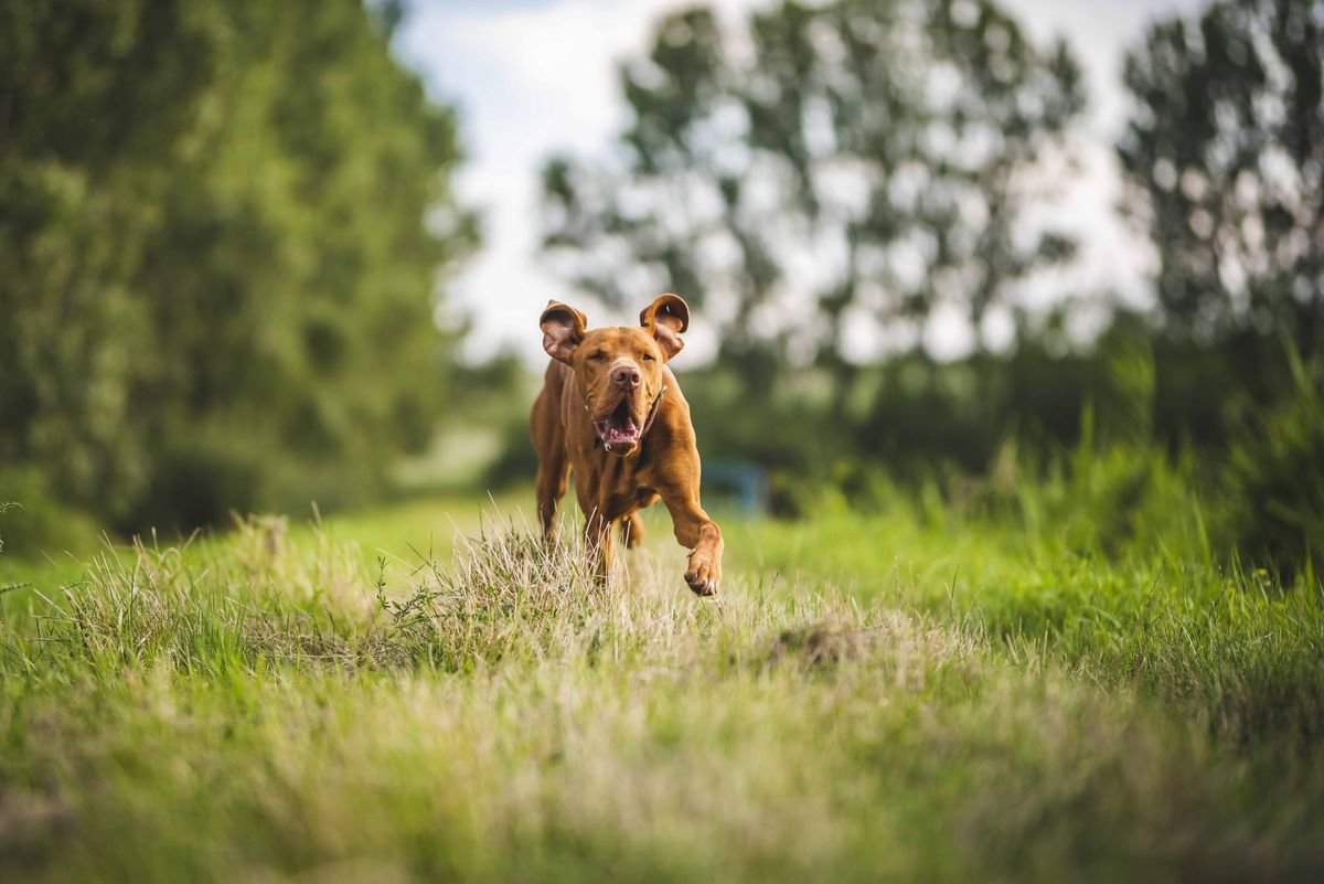 Displasia coxofemoral em cães: cachorro correndo livre e saudável em um gramado