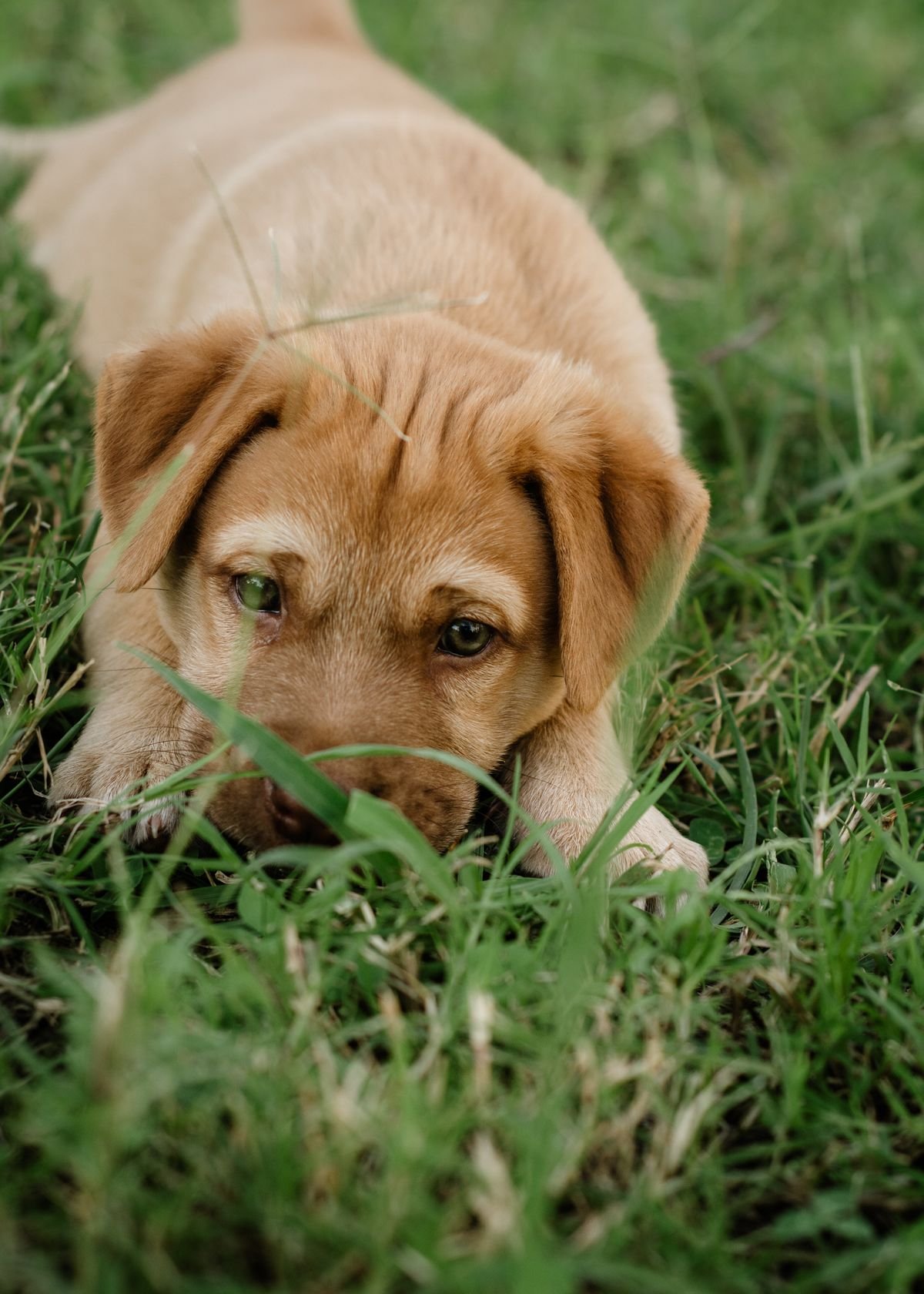 Displasia coxofemoral em cães: filhote de Labrador deitado na grama, fase em que a prevenção começa
