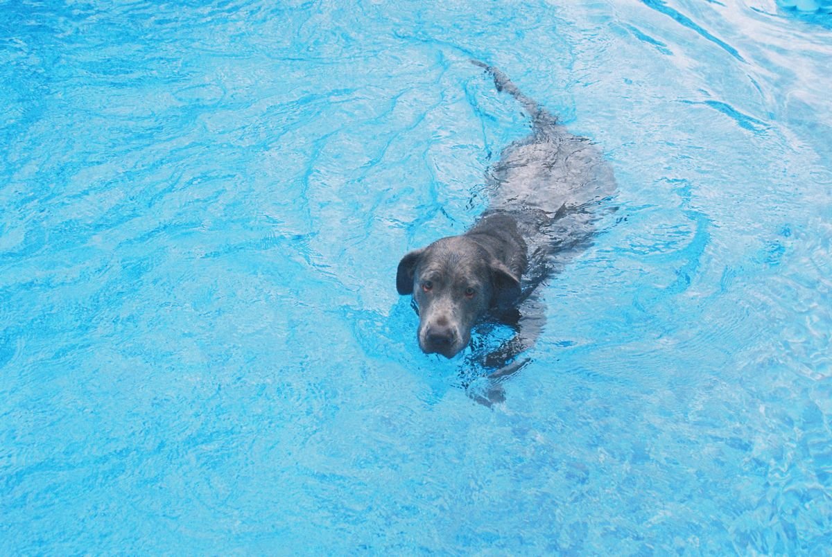 Displasia coxofemoral em cães: cão nadando em piscina durante sessão de hidroterapia