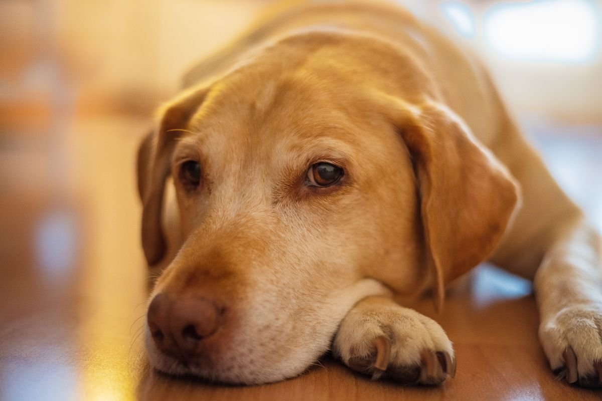 Displasia coxofemoral em cães: Labrador deitado no chão, evitando se levantar com frequência