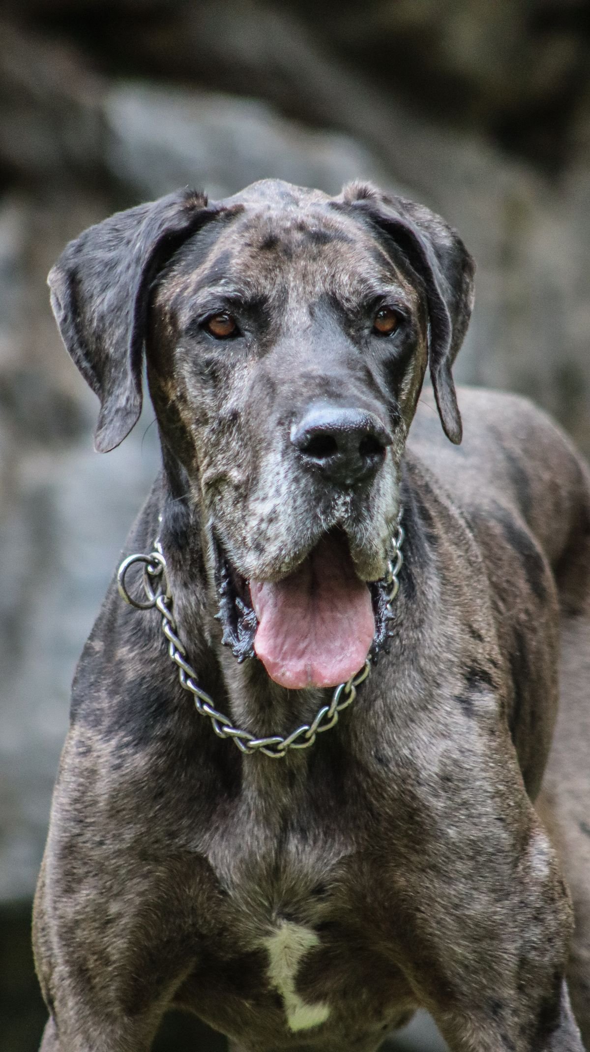 Displasia coxofemoral em cães: retrato de um Dogue Alemão, raça gigante com predisposição genética à doença