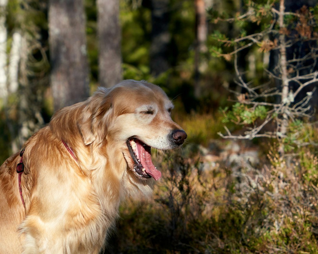 Doga: cachorro golden retriever bocejando e se alongando ao ar livre