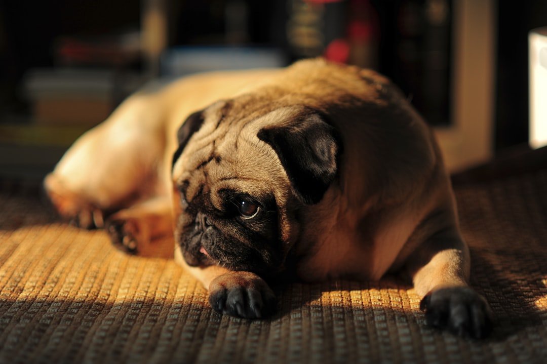 Doga: cachorro pug de raça braquicefálica deitado e descansando em tapete tecido