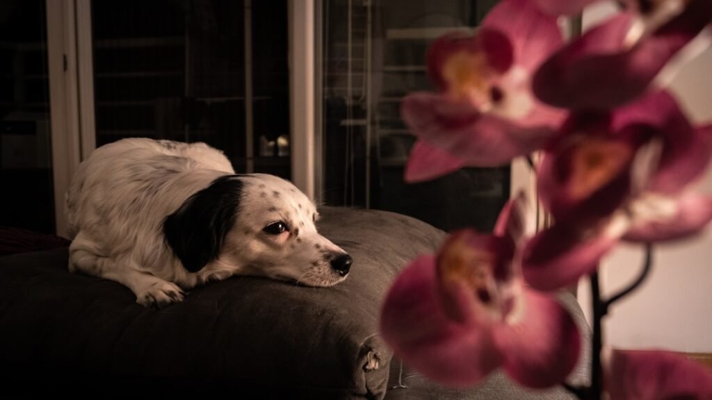 Quanto tempo dura o cio da cachorra: cadela branca e preta deitada tranquilamente perto de flores desfocadas