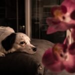 Quanto tempo dura o cio da cachorra: cadela branca e preta deitada tranquilamente perto de flores desfocadas