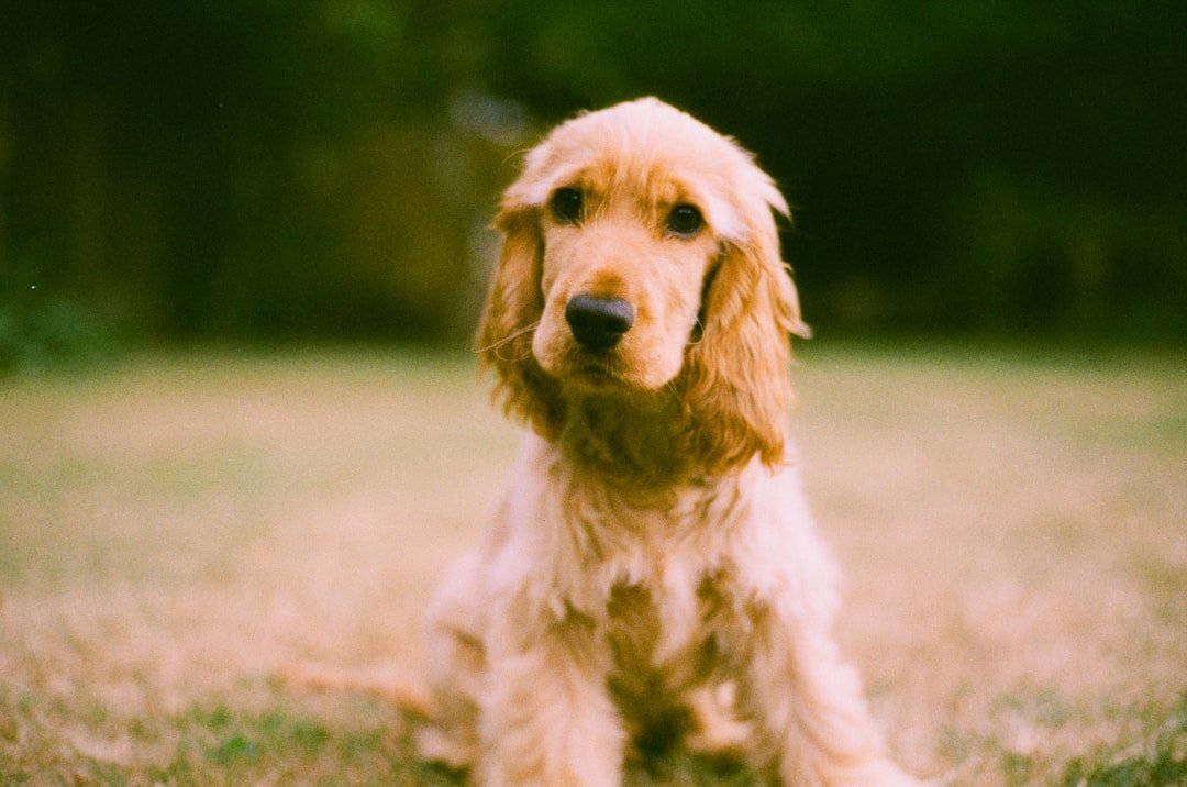 Quanto tempo dura o cio da cachorra: filhote de cocker spaniel sentado no gramado com olhar curioso