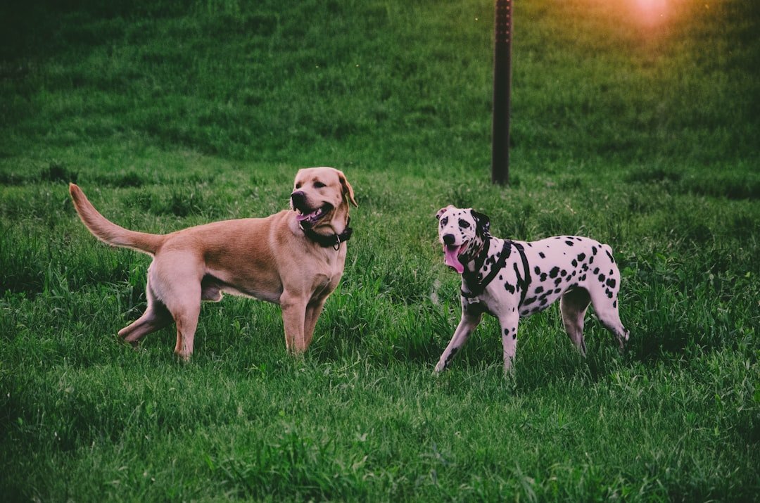 Quanto tempo dura o cio da cachorra: labrador e dálmata de portes diferentes lado a lado no gramado